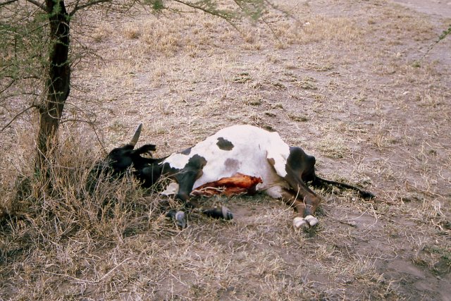 leider viel zu oft gesehen: verendete Tiere