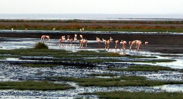 Flamingos im -leider sehr trockenen- Lake Natron