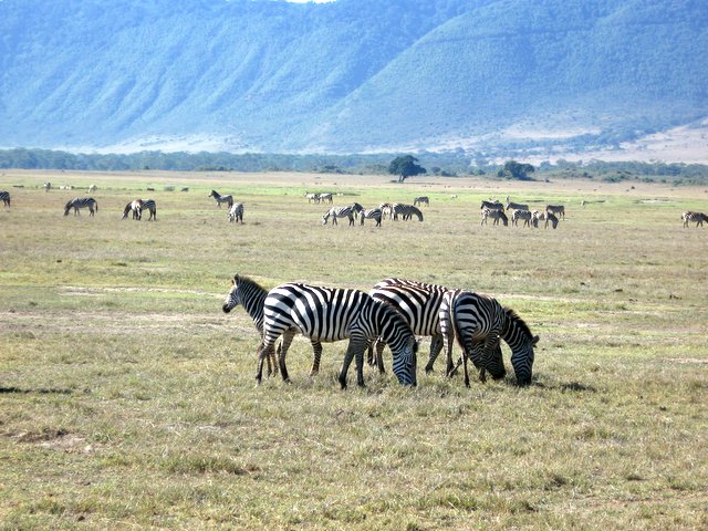 Zebra-Gruppe